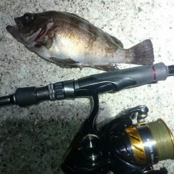 ボラボラボラ。