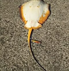 ジグでアカエイ2