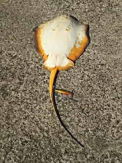 ジグでアカエイ2