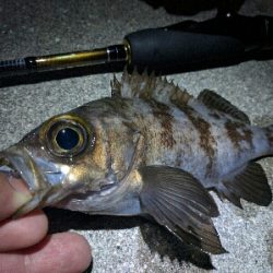 鹿島のメバル好調