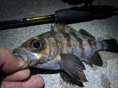 鹿島のメバル好調