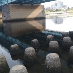 多摩川テナガエビ調査釣行