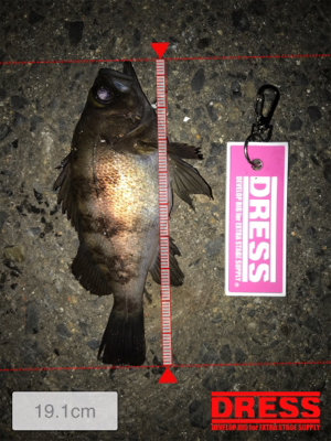 フルムーンメバリング