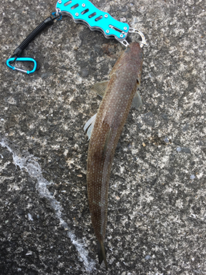 今年初釣果  エソ