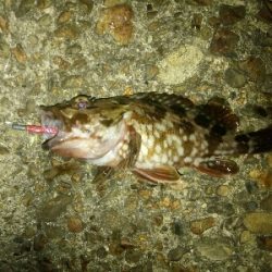 メバルはお留守?