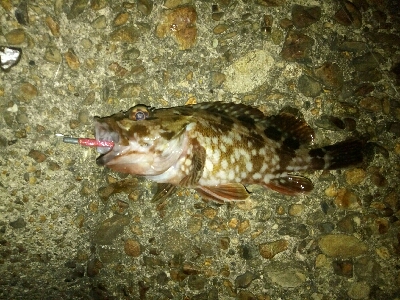 メバルはお留守?