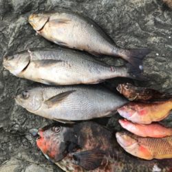 御五神島 沖磯グレ