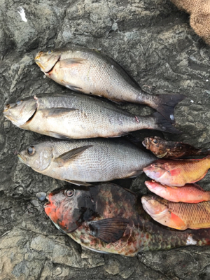 御五神島 沖磯グレ