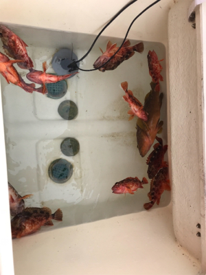 マイボートでガシラ釣り