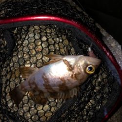 メバリング＆ガシリング