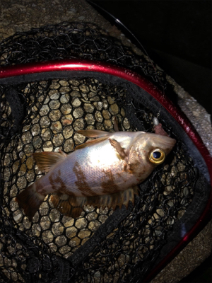 メバリング＆ガシリング