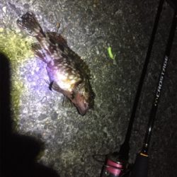 久しぶりのガッシー