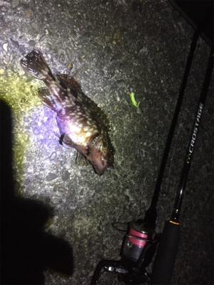 久しぶりのガッシー