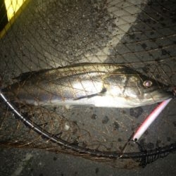 バチはいずこへ