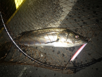 バチはいずこへ