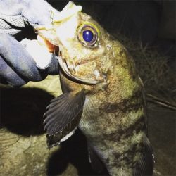 満月だよ全員集合