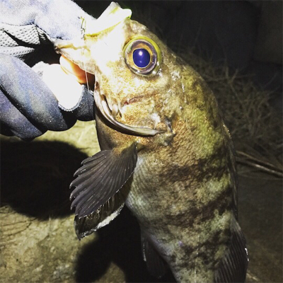 満月だよ全員集合