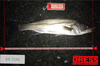 昨日の爆釣ならず