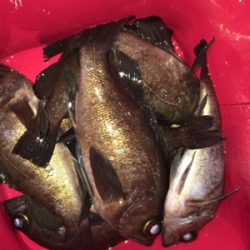 メバリング好調