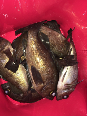 メバリング好調