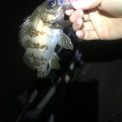 ガルプはやっぱり餌