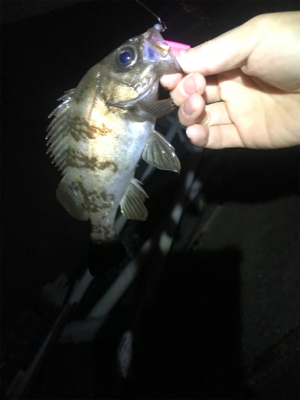 ガルプはやっぱり餌