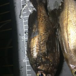 ガチでメバリング