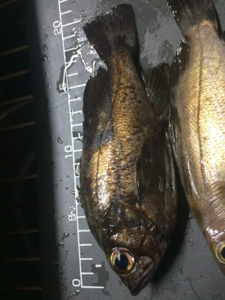 ガチでメバリング