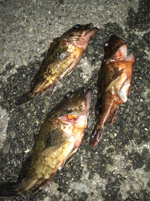 ガシラ大きくなってきた