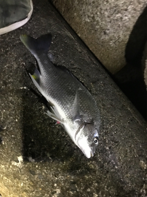 メバルは一体どこへ...