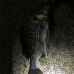 癒しのチニング