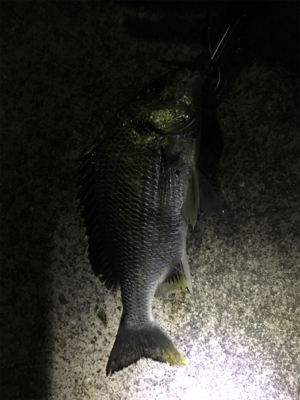 癒しのチニング