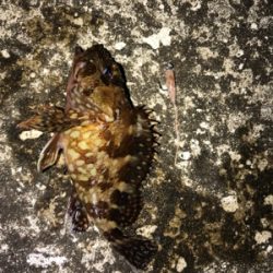 夜に釣りをする。