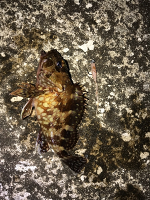 夜に釣りをする。