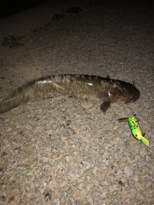 シーズンやっときた