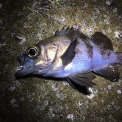 大潮メバリング