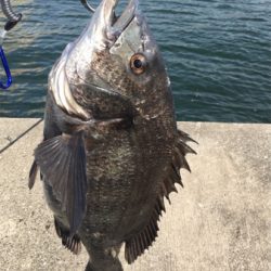 暖かくなりチヌのシーズン