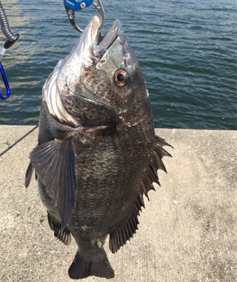 暖かくなりチヌのシーズン