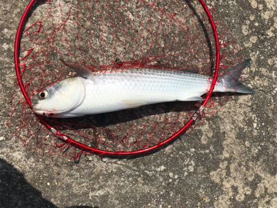 まさか釣れるとは…