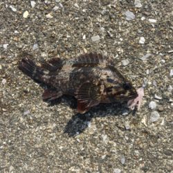 大分で今年初釣り