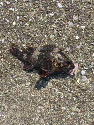 大分で今年初釣り