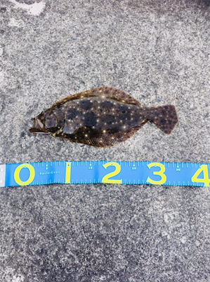 楽しみました。