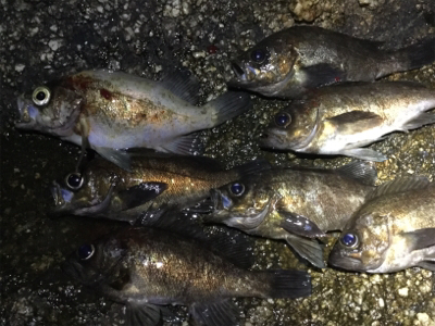 マイクロバチパターン