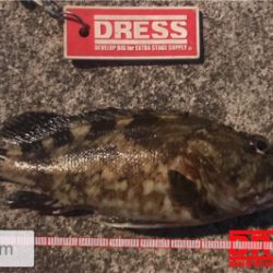 久しぶりの湾奥