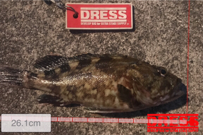 久しぶりの湾奥