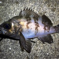 短時間でメバリング