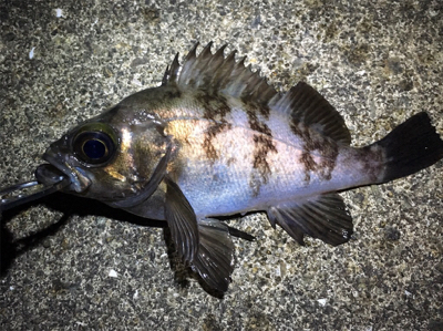 短時間でメバリング