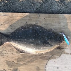 今年初ヒラメ