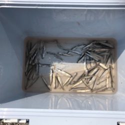 イワシ襲来サビキ釣り第1弾