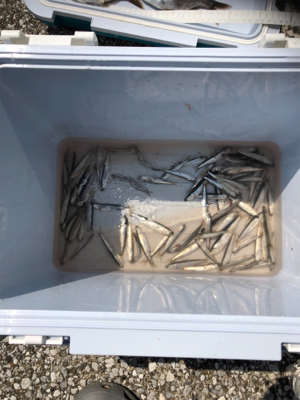 イワシ襲来サビキ釣り第1弾